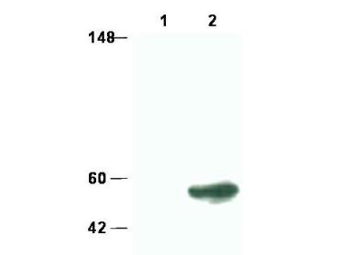 SMAD3 Antibody - Anti-Smad3 Antibody - Western Blot. Western blot of affinity purified anti-Smad3 to detect over-expressed Smad3 in 231 cells (lane 2). Lane 1 shows mock infection of 231 cells with lentiviral vector alone. The membrane was probed with the primary antibody at a 1:5000 dilution. Personal Communication, Allan Weissman, CCR-NCI, Bethesda, MD. Personal Communication.