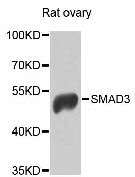 SMAD3 Antibody - Western blot analysis of extracts of rat ovary, using SMAD3 antibody at 1:1000 dilution. The secondary antibody used was an HRP Goat Anti-Rabbit IgG (H+L) at 1:10000 dilution. Lysates were loaded 25ug per lane and 3% nonfat dry milk in TBST was used for blocking. An ECL Kit was used for detection and the exposure time was 10s.