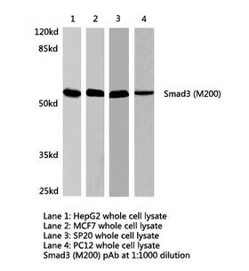 SMAD3 Antibody - Western blot of Smad3 (M200) pAb in extracts from HepG2, MCF7, SP20 and PC12 cells.