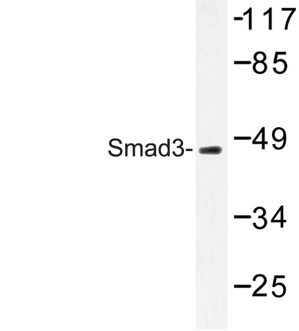 SMAD3 Antibody - Western blot of Smad3 (M200) pAb in extracts from HUVEC cells.