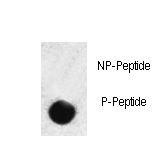 SMAD3 Antibody - Dot blot of anti-hSMAD3-S208 Phospho-specific antibody on nitrocellulose membrane. 50ng of Phospho-peptide or Non Phospho-peptide per dot were adsorbed. Antibody working concentrations are 0.5ug per ml.