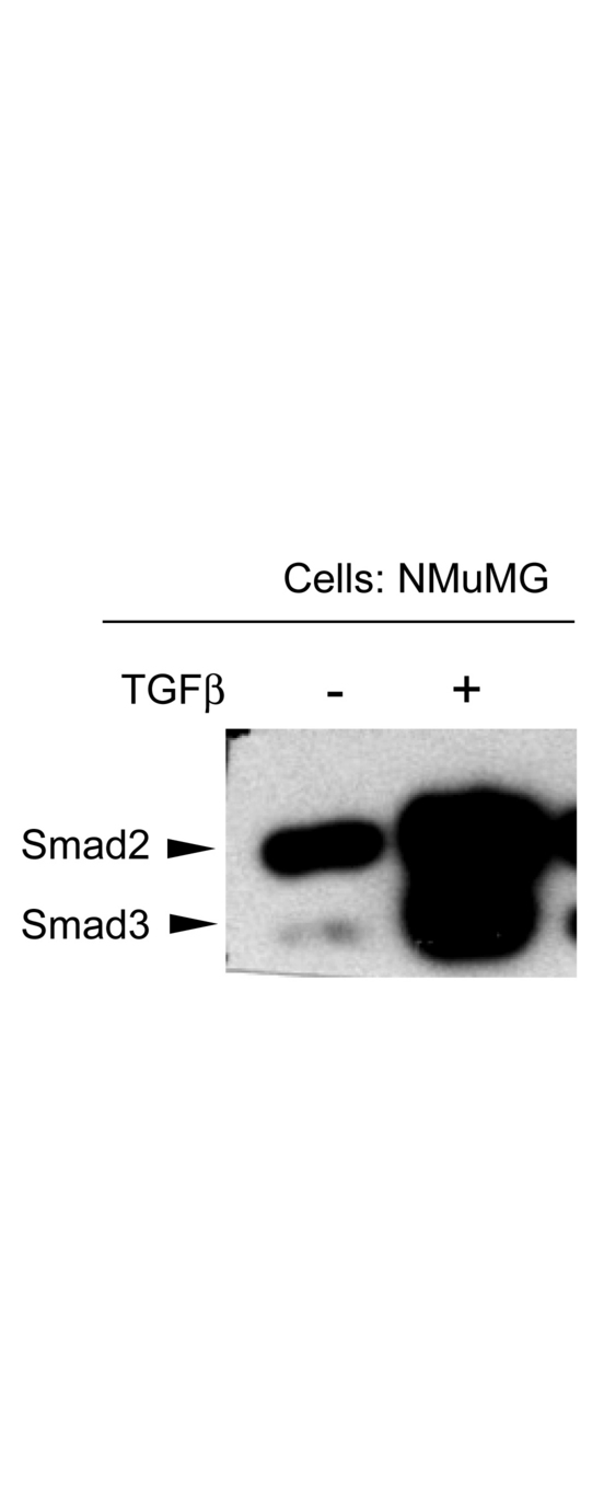 SMAD3 Antibody - NMuMG mouse mammary epithelial cells were probed for the activation of Smad3 by detecting phosphorylation of threonine 179. The cells were either untreated or treated with TGF-beta, transferred to membranes and probed with Anti-SMAD3 pT179 (RABBIT) Antibody. The antibody detects only Smad3 in stimulated cells suggesting detection of phosphorylated SMAD3 at T179.