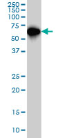 SMAD4 Antibody - SMAD4 monoclonal antibody (M01), clone 3B9 Western Blot analysis of SMAD4 expression in HeLa NE.