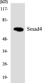 SMAD4 Antibody - Western blot analysis of the lysates from HT-29 cells using Smad4 antibody.