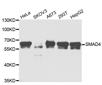 SMAD4 Antibody - Western blot analysis of extracts of various cell lines.