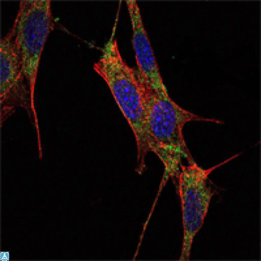 SMAD4 Antibody - Immunofluorescence (IF) analysis of NIH/3T3 cells using Smad4 Monoclonal Antibody (green). Blue: DRAQ5 fluorescent DNA dye. Red: Actin filaments have been labeled with Alexa Fluor-555 phalloidin.