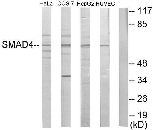SMAD4 Antibody - Western blot analysis of extracts from HeLa cells, COS-7 cells, HepG2 cells and HUVEC cells, using Smad4 antibody.