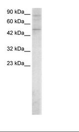 SMAD5 Antibody - Raji Cell Lysate.  This image was taken for the unconjugated form of this product. Other forms have not been tested.