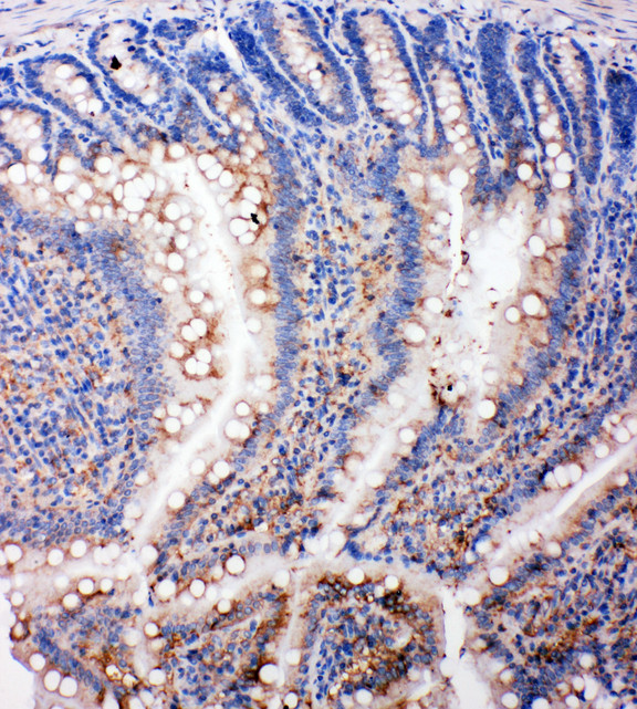SMAD5 Antibody - SMAD5 antibody. IHC(P): Rat Intestine Tissue.