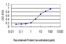 SMAD5 Antibody - Detection limit for recombinant GST tagged SMAD5 is approximately 0.1 ng/ml as a capture antibody.