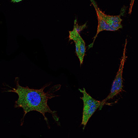 SMAD5 Antibody - Immunofluorescence of NTERA-2 cells using SMAD5 mouse monoclonal antibody (green). Blue: DRAQ5 fluorescent DNA dye. Red: Actin filaments have been labeled with Alexa Fluor-555 phalloidin.
