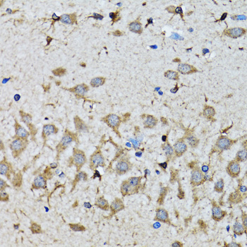 SMAD5 Antibody - Immunohistochemistry of paraffin-embedded mouse brain tissue.