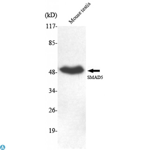 SMAD5 Antibody - Western Blot (WB) analysis using Smad5 Monoclonal Antibody against mouse testis lysate.
