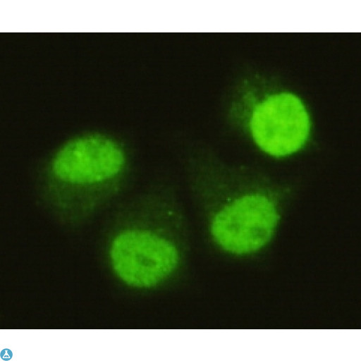 SMAD5 Antibody - Immunofluorescence (IF) analysis of HeLa cells using Smad5 Monoclonal Antibody.