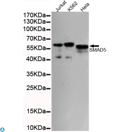 SMAD5 Antibody - Western blot detection of SMAD5 (C-term) in Hela, Jurkat and K562 cell lysates using SMAD5 (C-term) mouse mAb (1:1000 diluted). Predicted band size: 52KDa. Observed band size: 60KDa.