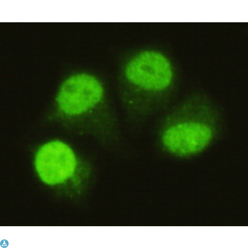 SMAD5 Antibody - Immunocytochemistry of HeLa cells using anti-SMAD5 (C-term) mouse mAb diluted 1:75.