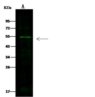 SMAD5 Antibody - Anti-SMAD5 rabbit polyclonal antibody at 1:500 dilution. Lane A: K562 Whole Cell Lysate. Lysates/proteins at 30 ug per lane. Secondary: Goat Anti-Rabbit IgG H&L (Dylight 800) at 1/10000 dilution. Developed using the Odyssey technique. Performed under reducing conditions. Predicted band size: 52 kDa. Observed band size: 50 kDa.