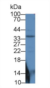 SMAD6 Antibody - Western Blot; Sample:Mouse Pancreas lysate;  Primary Ab: 2µg/mL Rabbit Anti-Human Smad6 Antibody Second Ab: 0.2µg/mL HRP-Linked Caprine Anti-Rabbit IgG Polyclonal Antibody