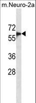 SMAD6 Antibody - SMAD6 Antibody western blot of mouse Neuro-2a cell line lysates (35 ug/lane). The SMAD6 antibody detected the SMAD6 protein (arrow).