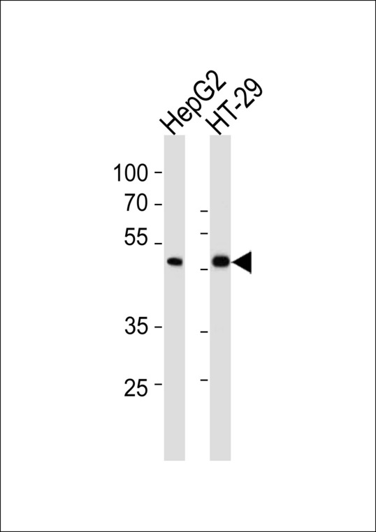 SMAD6 Antibody - SMAD6 Antibody western blot of HepG2,HT29 cell line lysates (35 ug/lane). The SMAD6 antibody detected the SMAD6 protein (arrow).