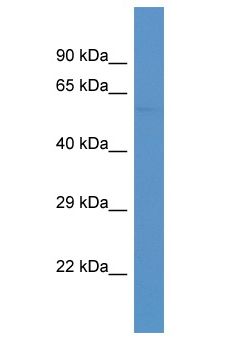 SMAD6 Antibody - SMAD6 antibody Western Blot of Mouse Kidney. Antibody dilution: 1 ug/ml.  This image was taken for the unconjugated form of this product. Other forms have not been tested.