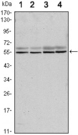 SMAD6 Antibody - Western blot using SMAD6 mouse monoclonal antibody against A431 (1), A431 (2), HeLa (3) and Jurkat (4) cell lysate.