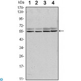 SMAD6 Antibody - Western Blot (WB) analysis using Smad6 Monoclonal Antibody against A431 (1), A431 (2), HeLa (3) and Jurkat (4) cell lysate.