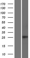 SMAD6 Protein - Western validation with an anti-DDK antibody * L: Control HEK293 lysate R: Over-expression lysate