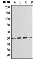 SMAD7 Antibody - Western blot analysis of SMAD7 expression in HeLa (A); A431 (B); SP2/0 (C); PC12 (D) whole cell lysates.