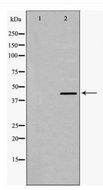 SMAD7 Antibody - Western blot of Smad7 expression in Human Kidney lysate