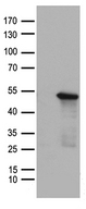 SMAD7 Antibody - HEK293T cells were transfected with the pCMV6-ENTRY control. (Left lane) or pCMV6-ENTRY SMAD7. (Right lane) cDNA for 48 hrs and lysed
