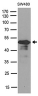 SMAD7 Antibody - Western blot analysis of extracts. (35ug) from different cell lines or tissues by using anti-SMAD7 rabbit polyclonal antibody .