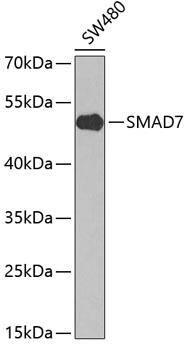 SMAD7 Antibody - Western blot analysis of extracts of SW480 cells using SMAD7 Polyclonal Antibody at dilution of 1:1000.