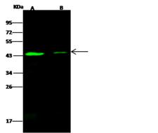 SMAD7 Antibody - Anti-SMAD7 rabbit polyclonal antibody at 1:500 dilution. Lane A: HeLa Whole Cell Lysate. Lane B: A431 Whole Cell Lysate. Lysates/proteins at 30 ug per lane. Secondary: Goat Anti-Rabbit IgG H&L (Dylight 800) at 1/10000 dilution. Developed using the Odyssey technique. Performed under reducing conditions. Predicted band size: 46 kDa. Observed band size: 43 kDa.