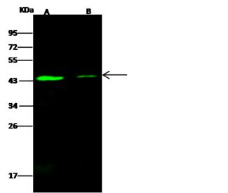 SMAD7 Antibody - Anti-SMAD7 rabbit polyclonal antibody at 1:500 dilution. Lane A: HeLa Whole Cell Lysate. Lane B: A431 Whole Cell Lysate. Lysates/proteins at 30 ug per lane. Secondary: Goat Anti-Rabbit IgG H&L (Dylight 800) at 1/10000 dilution. Developed using the Odyssey technique. Performed under reducing conditions. Predicted band size: 46 kDa. Observed band size: 43 kDa.