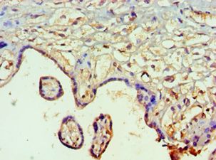 SMAD9 Antibody - Immunohistochemistry of paraffin-embedded human placenta using antibody at 1:100 dilution.