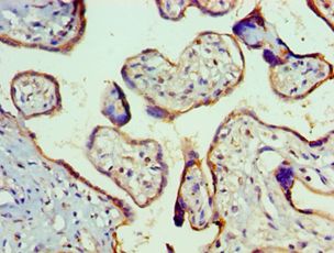 SMAD9 Antibody - Immunohistochemistry of paraffin-embedded placenta using antibody at 1:100 dilution.