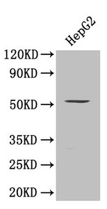 SMAD9 Antibody - Western Blot Positive WB detected in: HepG2 whole cell lysate All lanes: SMAD9 antibody at 0.8µg/ml Secondary Goat polyclonal to rabbit IgG at 1/50000 dilution Predicted band size: 53, 49 kDa Observed band size: 53 kDa