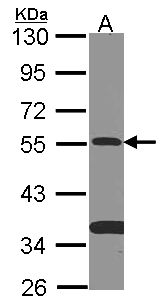 SMAD9 Antibody - Sample (30 ug of whole cell lysate). A: NT2D1. 10% SDS PAGE. SMAD9 antibody diluted at 1:500.