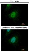 SMAD9 Antibody - Immunofluorescence of paraformaldehyde-fixed HeLa using SMAD9 antibody at 1:500 dilution.