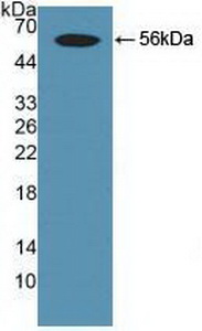 SMAD9 Antibody - Western Blot; Sample: Recombinant Smad9, Human.