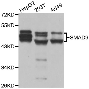 SMAD9 Antibody - Western blot analysis of extracts of various cell lines.