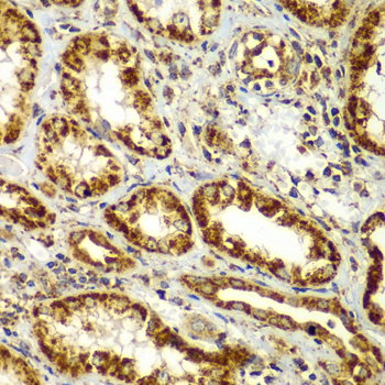 SMAD9 Antibody - Immunohistochemistry of paraffin-embedded human kidney tissue.