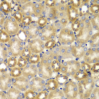 SMAD9 Antibody - Immunohistochemistry of paraffin-embedded mouse kidney tissue.