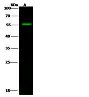 SMAD9 Antibody - Anti-SMAD9 rabbit polyclonal antibody at 1:500 dilution. Lane A: A549 Whole Cell Lysate. Lysates/proteins at 30 ug per lane. Secondary: Goat Anti-Rabbit IgG H&L (Dylight 800) at 1/10000 dilution. Developed using the Odyssey technique. Performed under reducing conditions. Predicted band size: 52 kDa. Observed band size: 56 kDa.