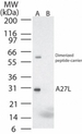 Smallpox-A27L Antibody - Western blot ofA27L in (A) recombinant fusion protein containing amino acids18-32 and (B) fusion partner without these amino acids, using antibody at 0.2 ug/ml.
