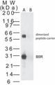 Smallpox-B5R Antibody - Western blot ofB5R in (A) recombinant fusion protein containing amino acids200-214 and (B) fusion partner without these amino acids, using antibody at 0.1 ug/ml.