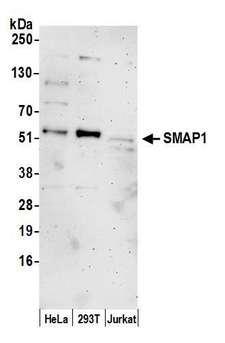 SMAP1 Antibody - Detection of human SMAP1 by western blot. Samples: Whole cell lysate (15 µg) from HeLa, HEK293T, and Jurkat cells prepared using NETN lysis buffer. Antibody: Affinity purified rabbit anti-SMAP1 antibody used for WB at 1:1000. Detection: Chemiluminescence with an exposure time of 3 minutes.