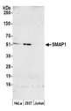 SMAP1 Antibody - Detection of human SMAP1 by western blot. Samples: Nuclear extract (50 µg) from HeLa, HEK293T, and Jurkat cells prepared using NETN lysis buffer. Antibody: Affinity purified rabbit anti-SMAP1 antibody used for WB at 1:1000. Detection: Chemiluminescence with an exposure time of 3 minutes.
