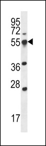 SMAP2 Antibody - SMAP2 Antibody western blot of 293 cell line lysates (35 ug/lane). The SMAP2 antibody detected the SMAP2 protein (arrow).